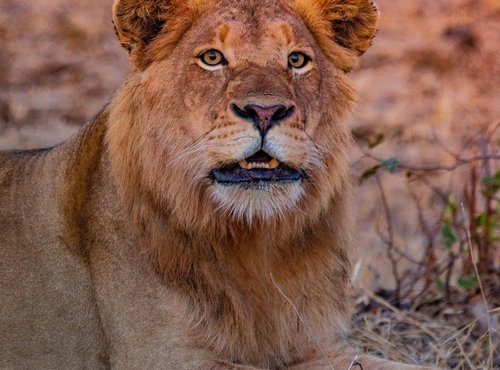 Souvenir du voyage de Ayhan, Afrique du Sud