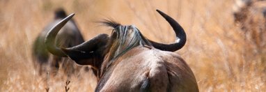 Souvenir du voyage de Ayhan, Afrique du Sud