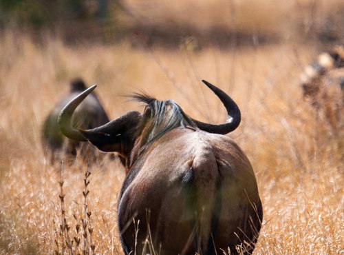 Souvenir du voyage de Ayhan, Afrique du Sud