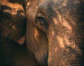 Elephant a Udawalawa au Sri Lanka