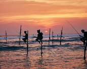 Pecheurs sur des pilotis au Sri Lanka