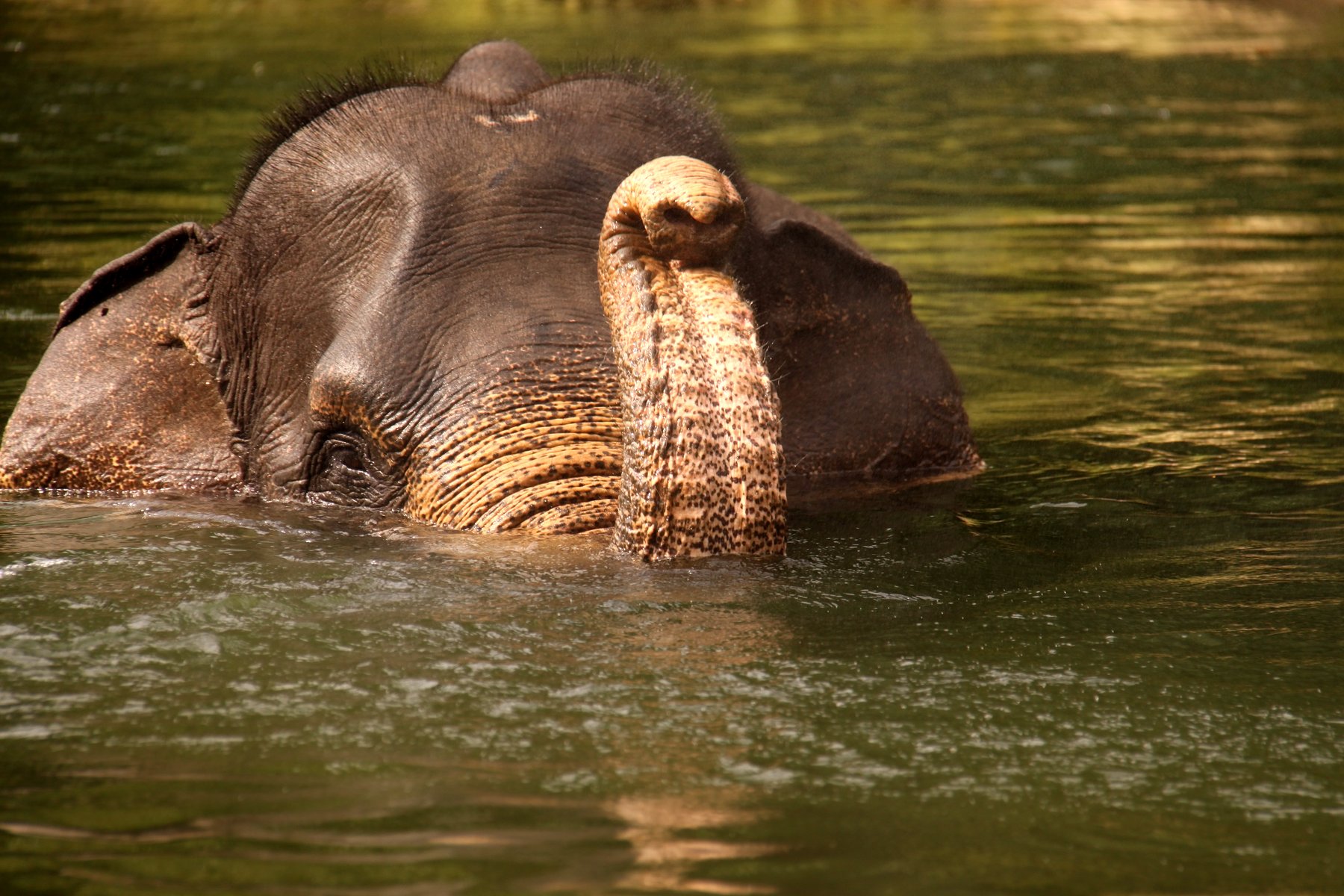 Elephant à Tangkahan à Sumatra