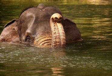 Elephant à Tangkahan à Sumatra