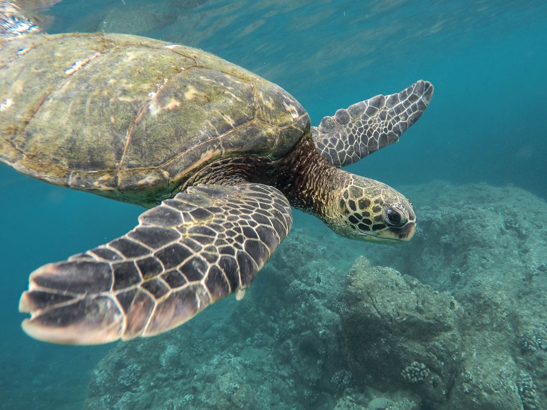 Swim ecuador