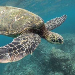 Swim ecuador