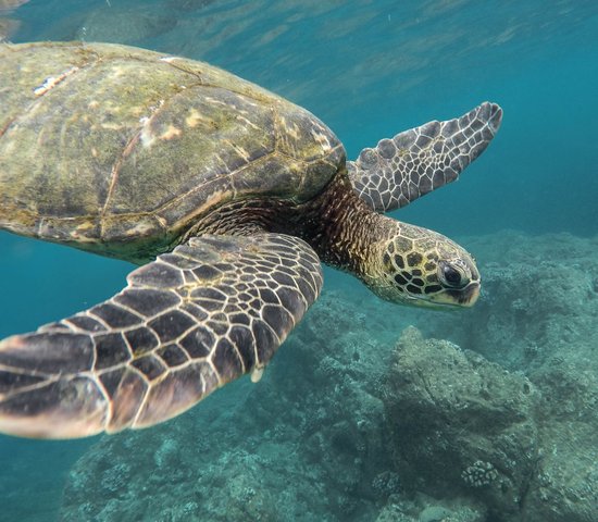 Swim ecuador