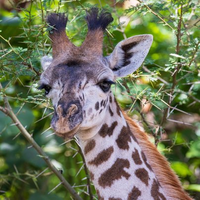 Girafe à Arusha en Tanzanie