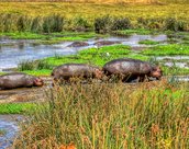 Hippopotames dans le Ngorongoro en Tanzanie