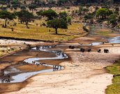 Tarangire en Tanzanie