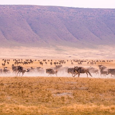 Gnous dans le cratère Ngorongoro en Tanzanie