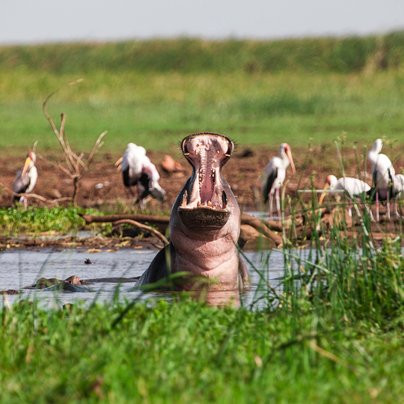 Hippopotame dans le lac Manyara en Tanzanie