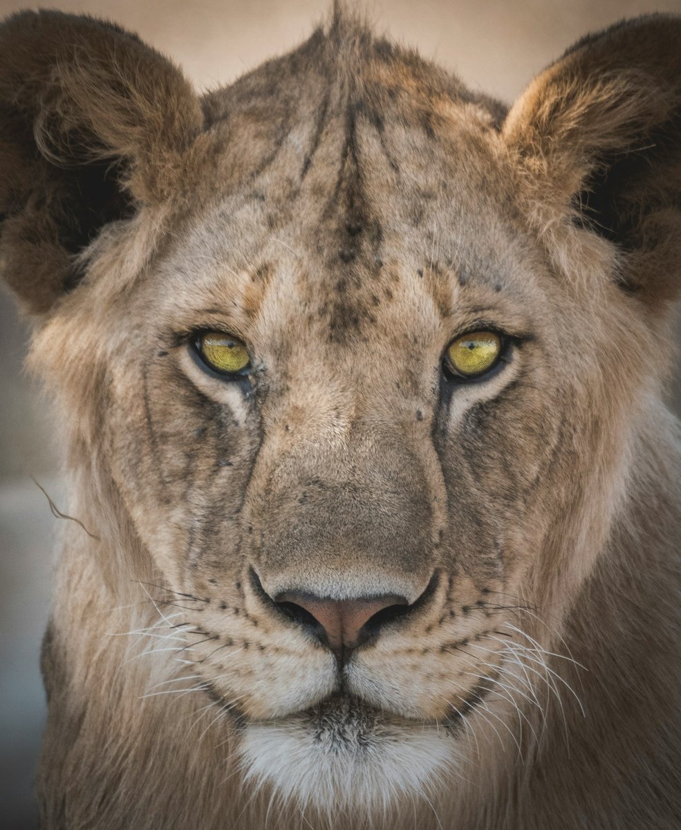 Lionne dans le Serengeti en Tanzanie