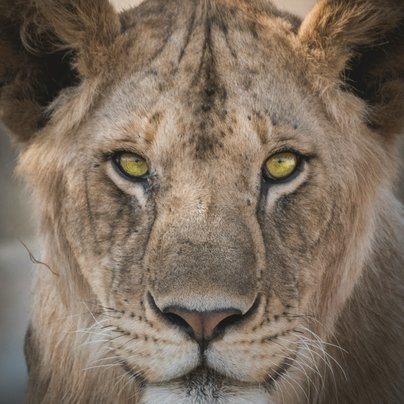 Lionne dans le Serengeti en Tanzanie