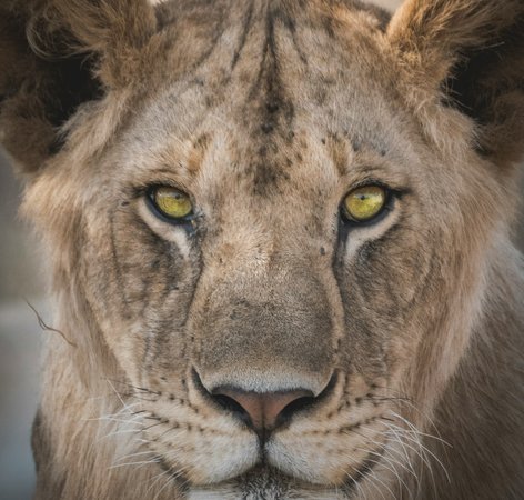 Lionne dans le Serengeti en Tanzanie