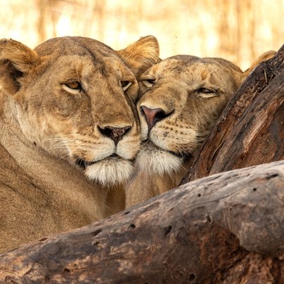 Lions dans le parc Tarangire en Tanzanie