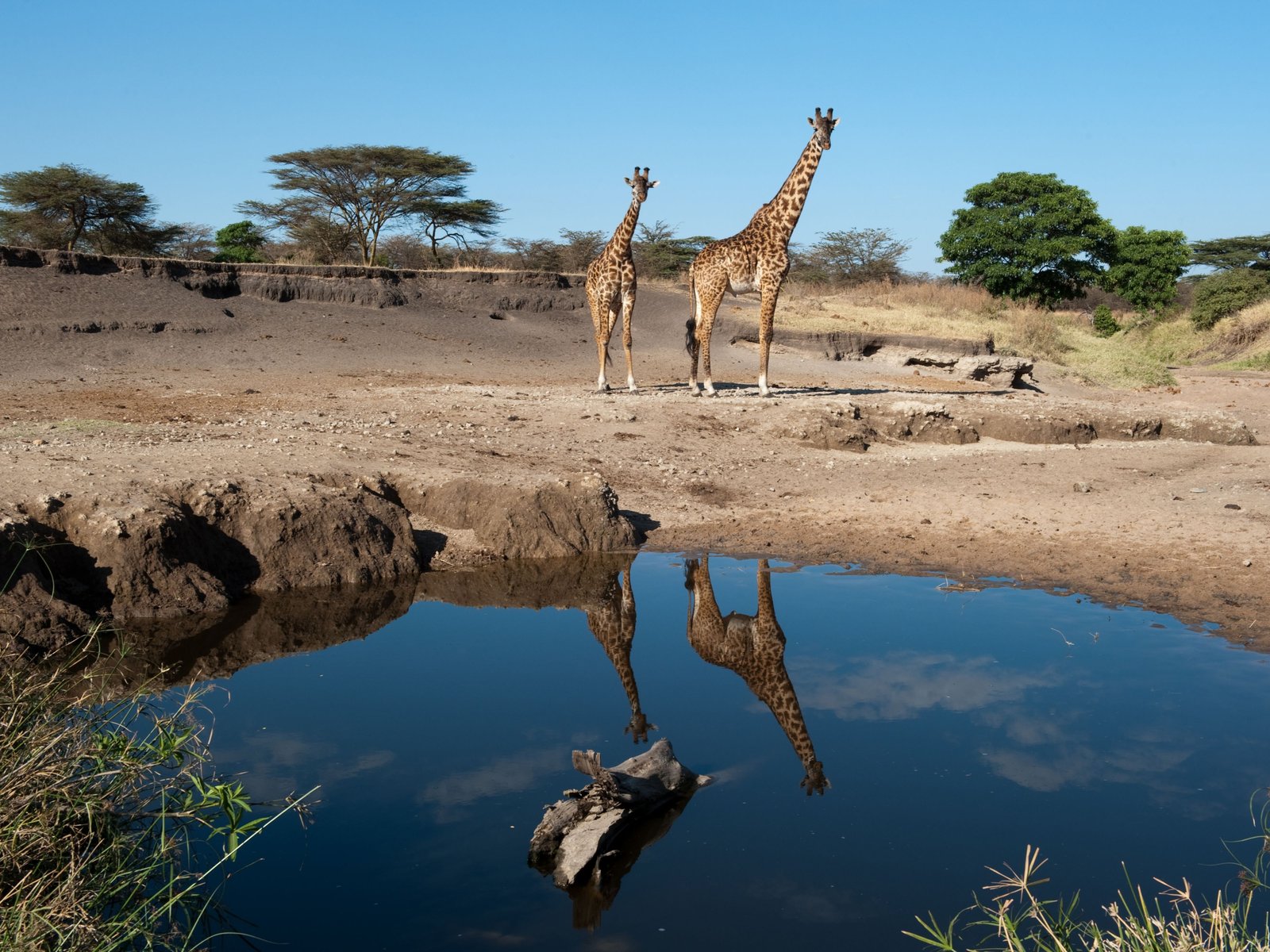 Tanzanie