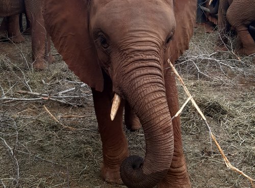 Souvenir du voyage de Julien, Kenya