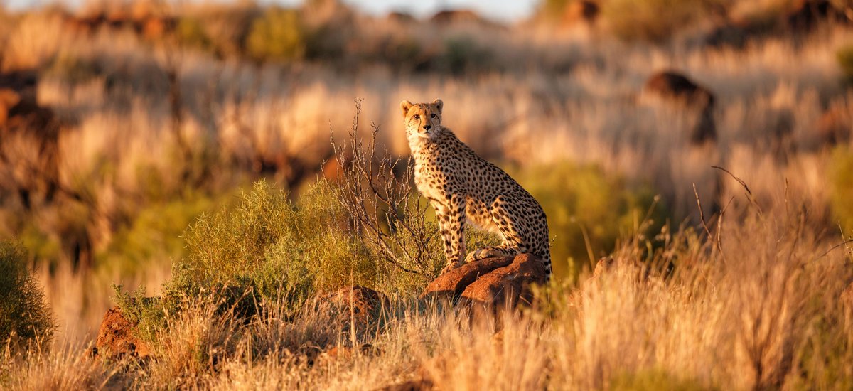 Tigre Afrique du Sud