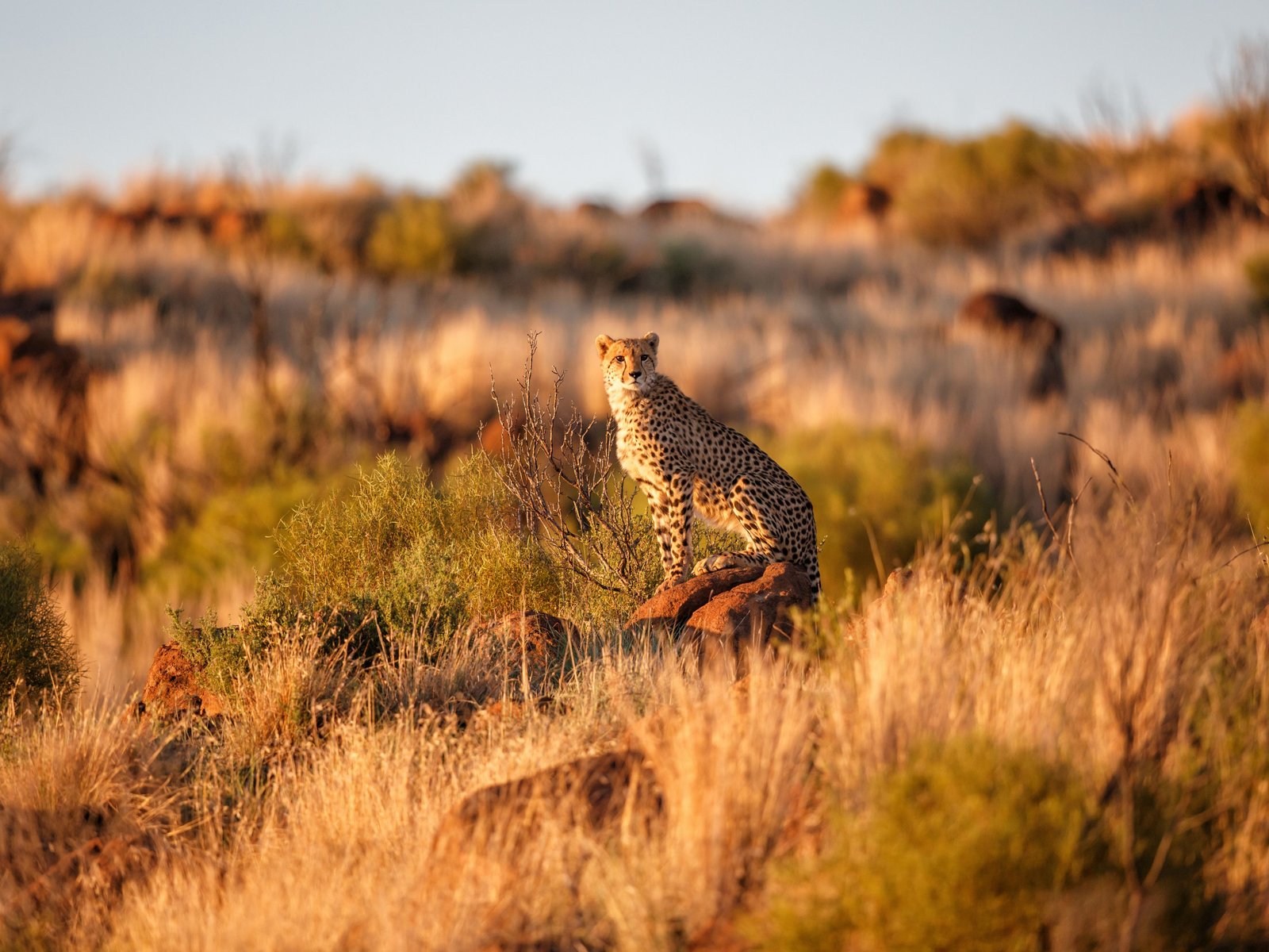 Tigre Afrique du Sud