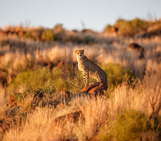 Tigre Afrique du Sud