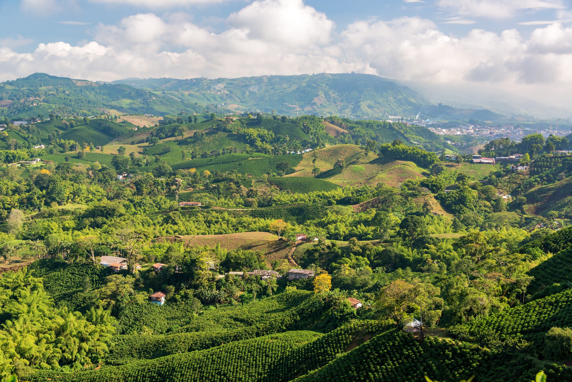 Vue aérienne de fermes de café près de Manizales, Colombie