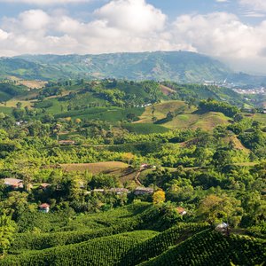 Vue aérienne de fermes de café près de Manizales, Colombie