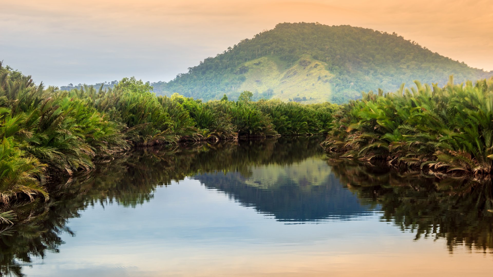 Vue panoramique de la jungle tropicale sauvage sur l'île de Bornéo, Indonésie