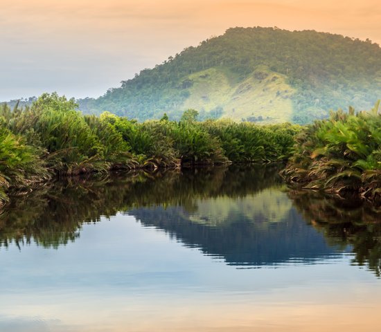 Vue panoramique de la jungle tropicale sauvage sur l'île de Bornéo, Indonésie