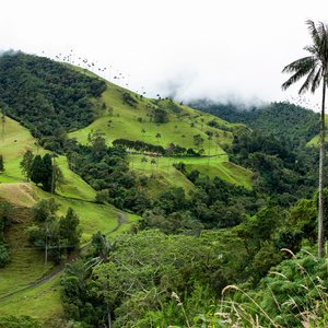 Vue sur la belle forêt nuageuse et les Palmiers de cire de Quindio dans la vallée de Cocora, située à Salento, dans la région de Quindio en Colombie.