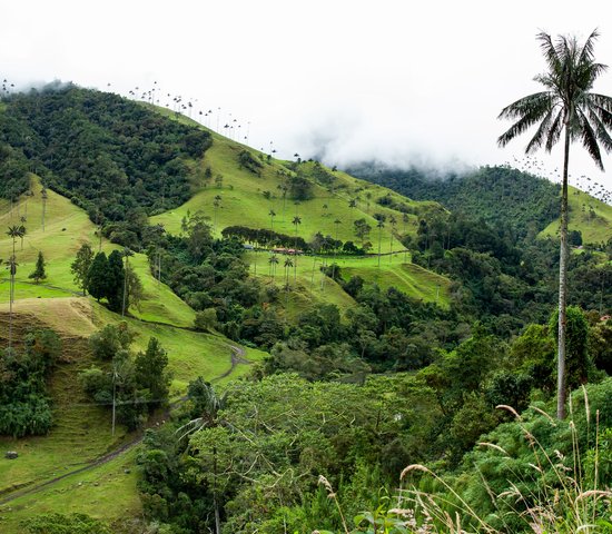 Vue sur la belle forêt nuageuse et les Palmiers de cire de Quindio dans la vallée de Cocora, située à Salento, dans la région de Quindio en Colombie.