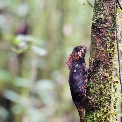 Souvenir du voyage de Steve, Costa Rica