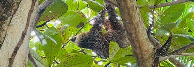 Souvenir du voyage de Steve, Costa Rica
