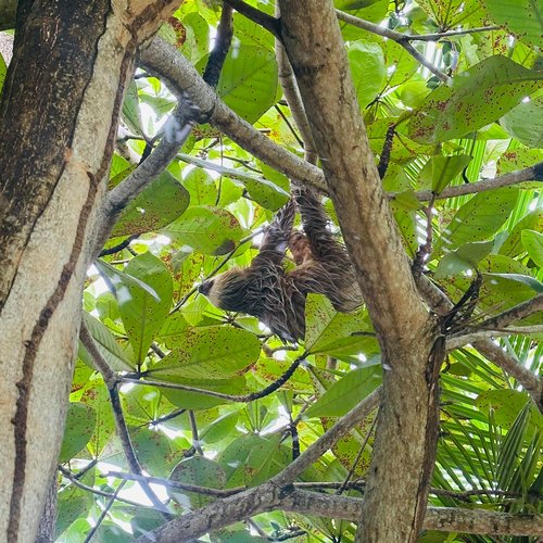 Souvenir du voyage de Steve, Costa Rica