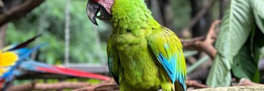 Souvenir du voyage de Steve, Costa Rica