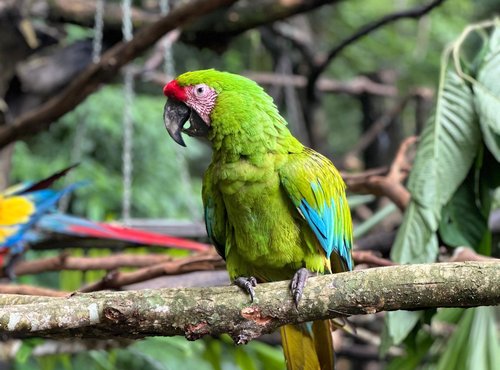 Souvenir du voyage de Steve, Costa Rica
