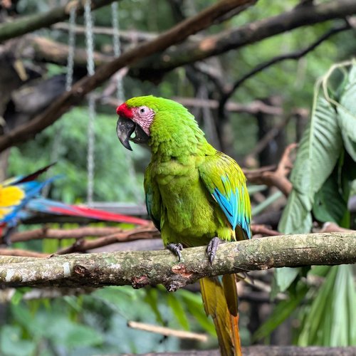Souvenir du voyage de Steve, Costa Rica