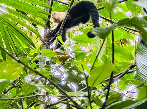 Souvenir du voyage de Steve, Costa Rica