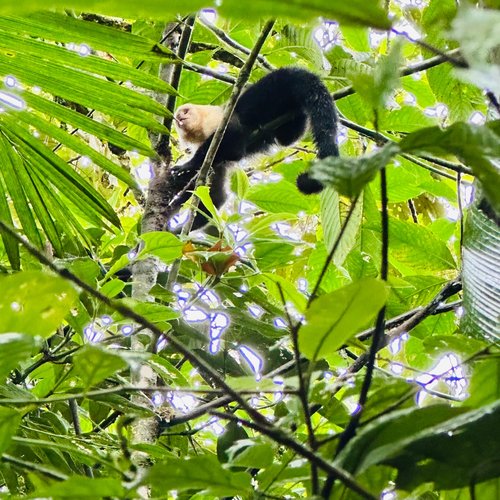 Souvenir du voyage de Steve, Costa Rica