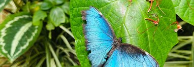 Souvenir du voyage de Steve, Costa Rica
