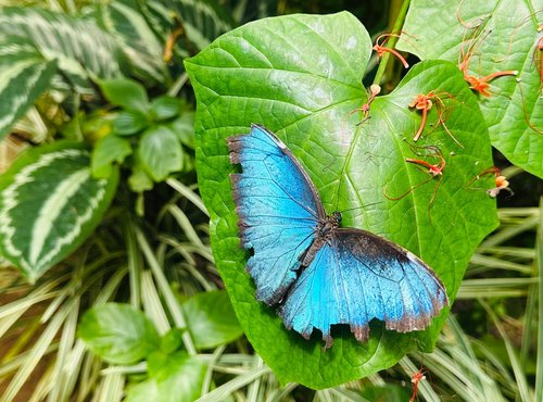 Souvenir du voyage de Steve, Costa Rica