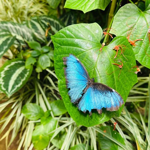 Souvenir du voyage de Steve, Costa Rica