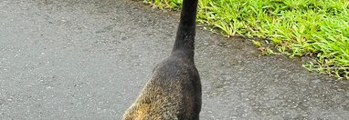 Souvenir du voyage de Steve, Costa Rica