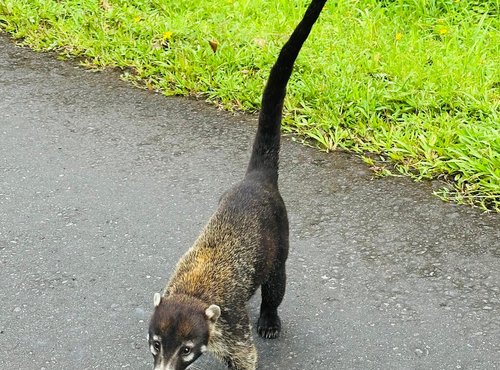 Souvenir du voyage de Steve, Costa Rica