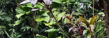 Souvenir du voyage de Steve, Costa Rica