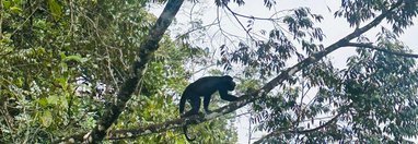 Souvenir du voyage de Steve, Costa Rica