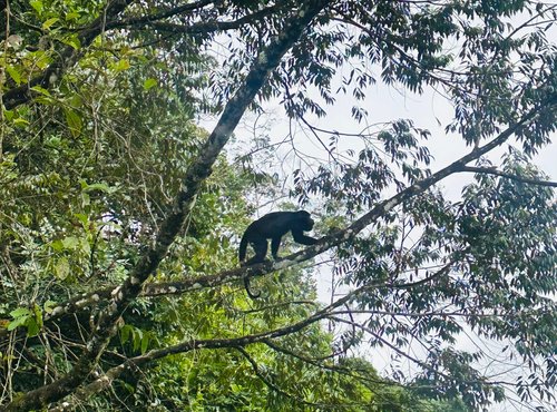 Souvenir du voyage de Steve, Costa Rica