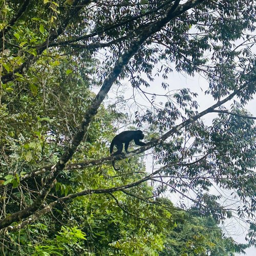 Souvenir du voyage de Steve, Costa Rica