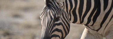 Souvenir du voyage de Max, Namibie