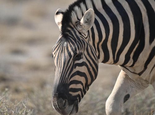 Souvenir du voyage de Max, Namibie