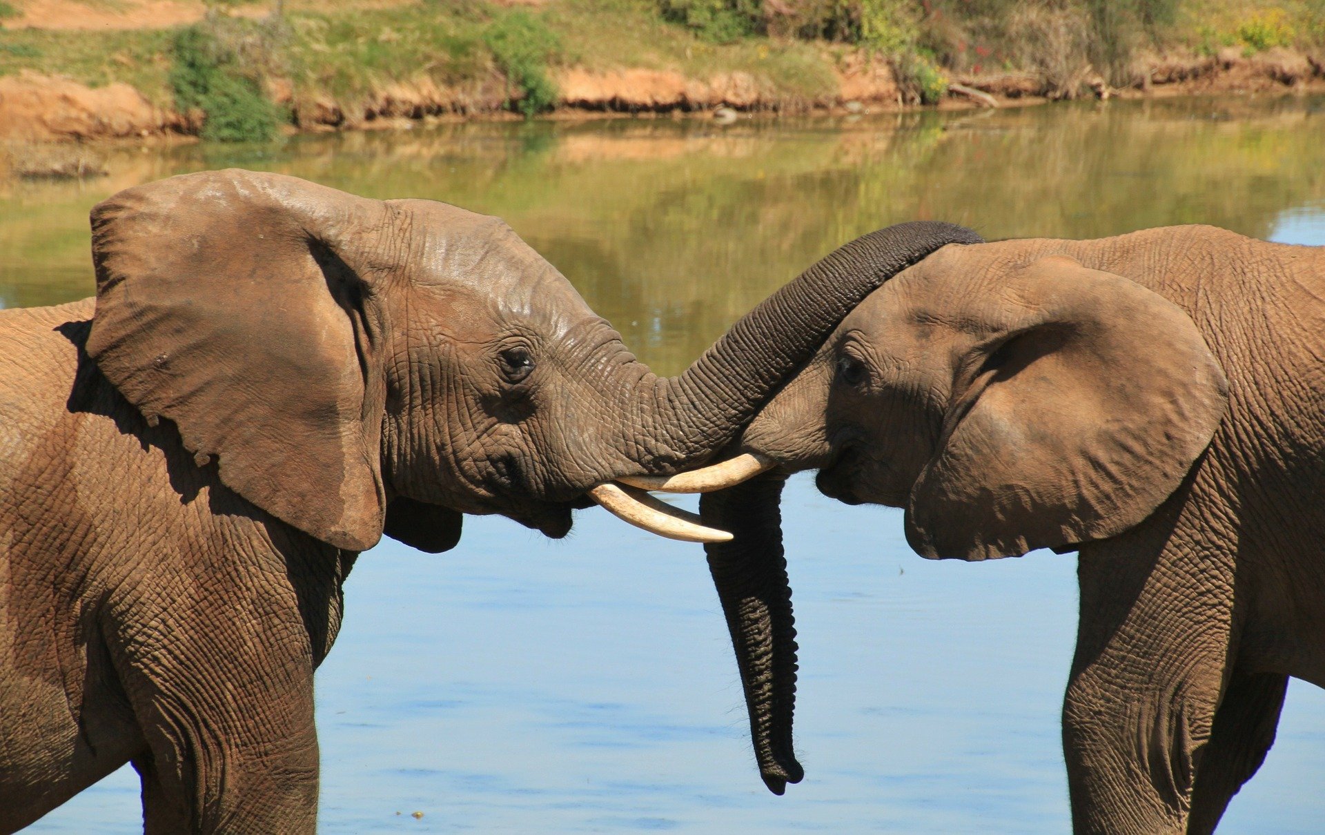 afrique du sud safari elephant